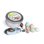 Discovery Bird Eggs in a Box