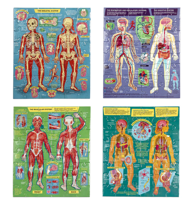 Human Anatomy 48 Piece Puzzle Set/4