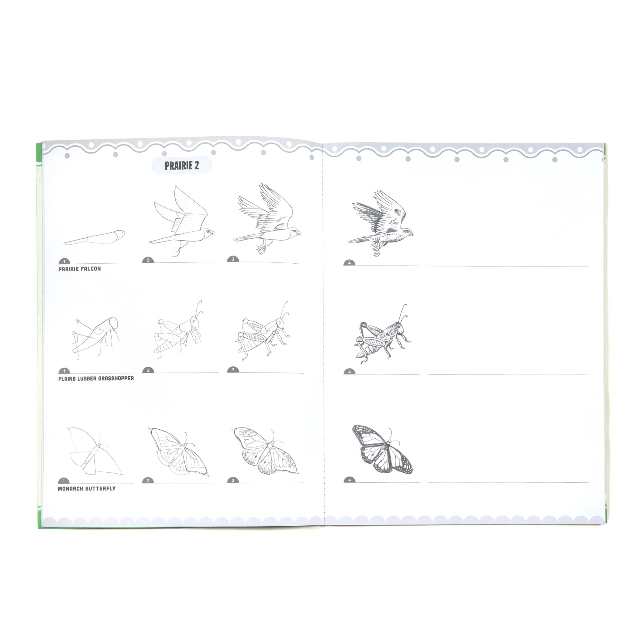 Learn to Draw Bugs, Birds, & Butterflies