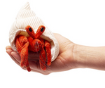 Hermit Crab Finger Puppet